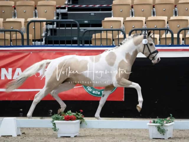 PSB Körung Sieger mehr folgt 11