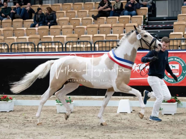 PSB Körung Sieger mehr folgt 13