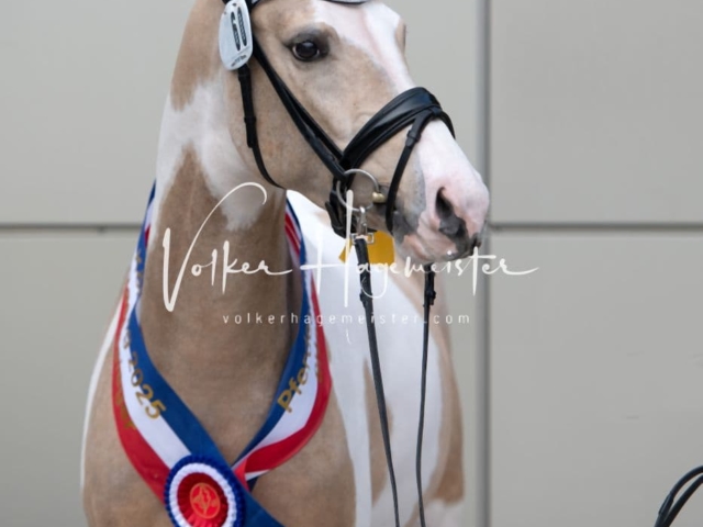 PSB Körung Sieger mehr folgt 14