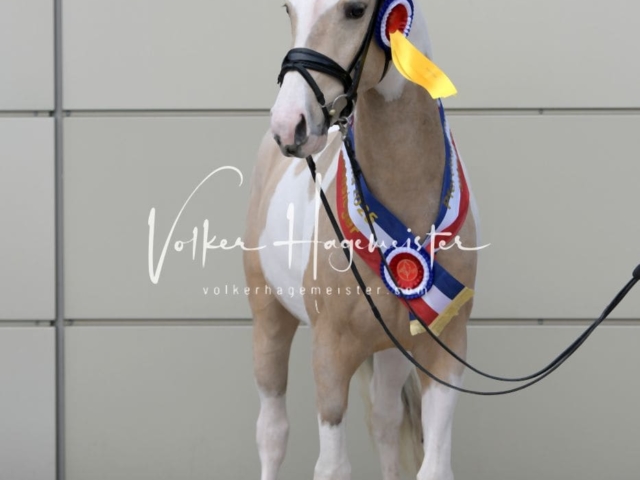 PSB Körung Sieger mehr folgt 15