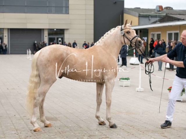 PSB Körung unsortiert 29