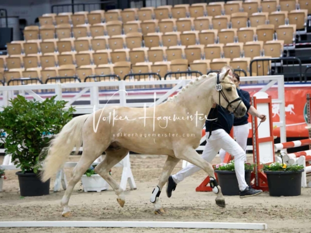 PSB Körung unsortiert 1