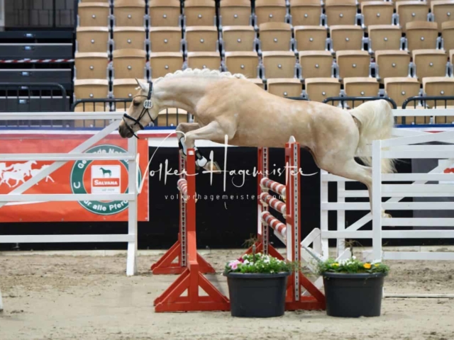 PSB Körung unsortiert 2