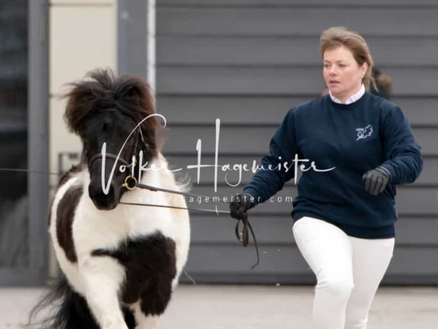 PSB Körung Sieger mehr folgt 16