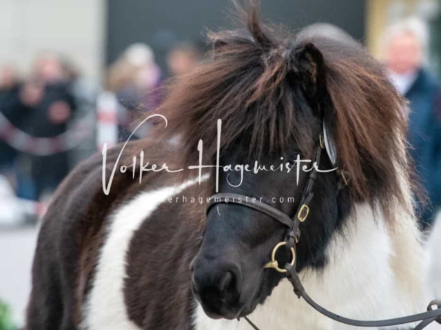 PSB Körung Sieger mehr folgt 17