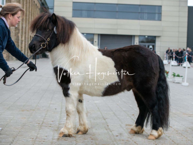 PSB Körung Sieger mehr folgt 18