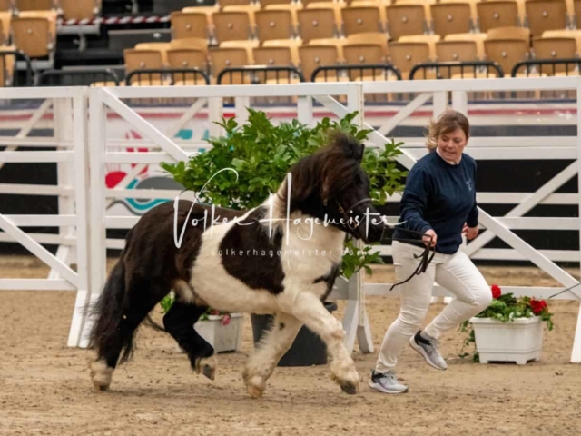 PSB Körung Sieger mehr folgt 19