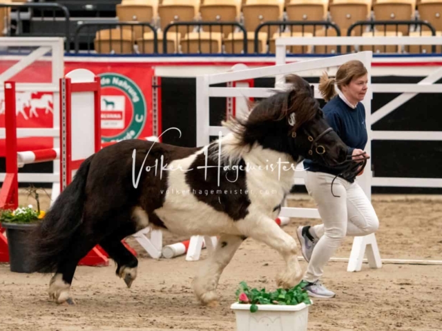 PSB Körung Sieger mehr folgt 20