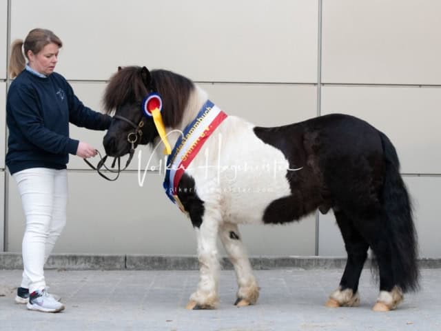 PSB Körung Sieger mehr folgt 21