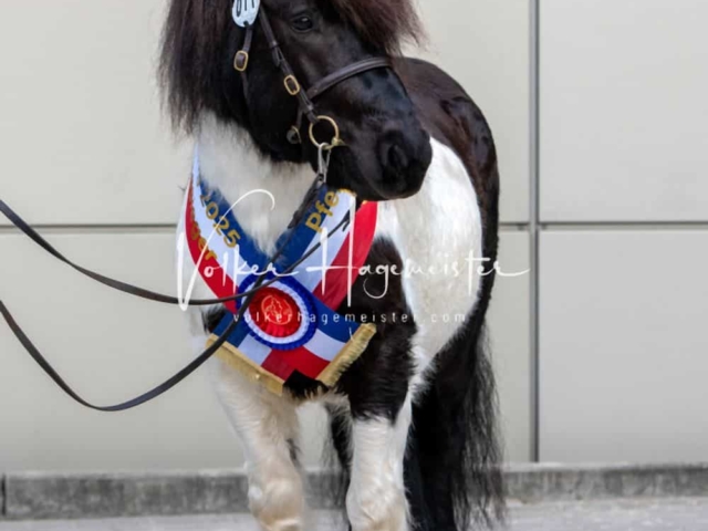 PSB Körung Sieger mehr folgt 22