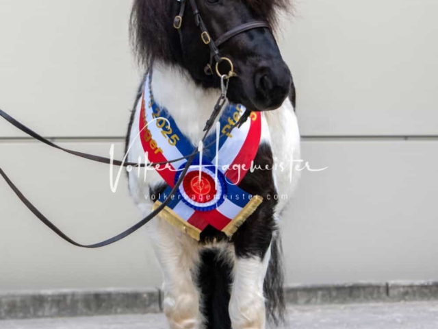 PSB Körung Sieger mehr folgt 23