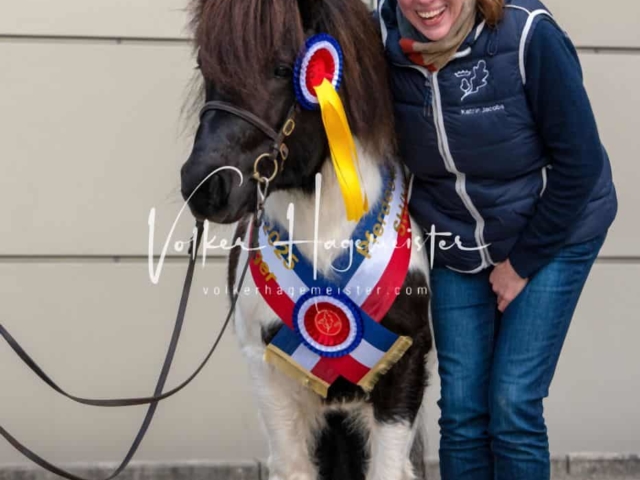 PSB Körung Sieger mehr folgt 24