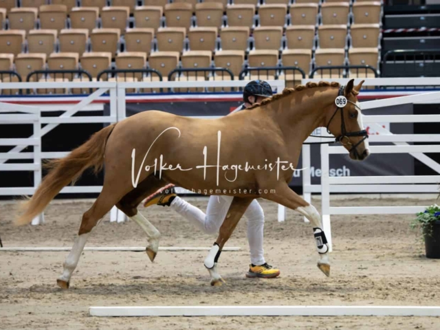 PSB Körung unsortiert 3