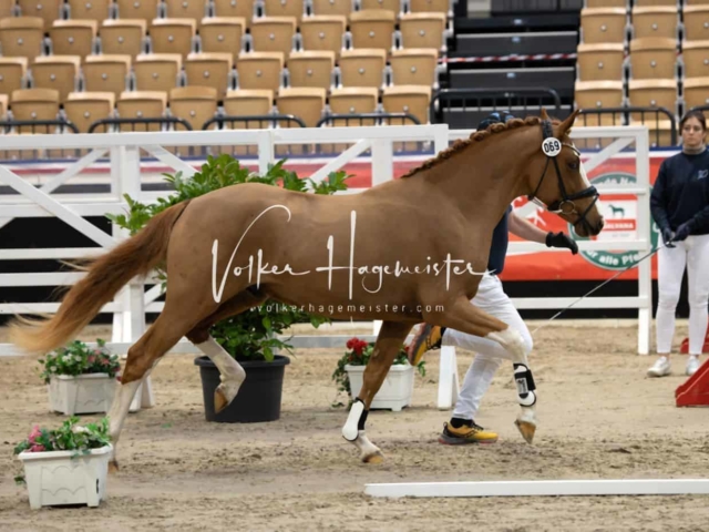 PSB Körung unsortiert 4