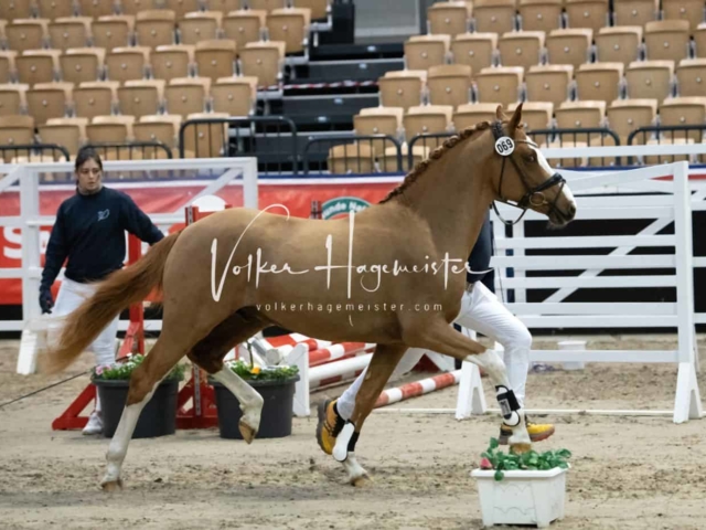 PSB Körung unsortiert 5