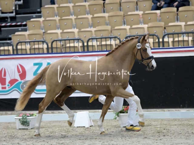 PSB Körung unsortiert 6