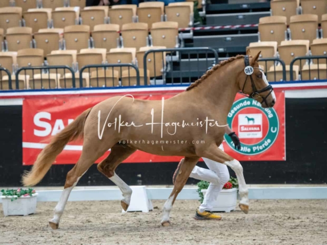 PSB Körung unsortiert 7