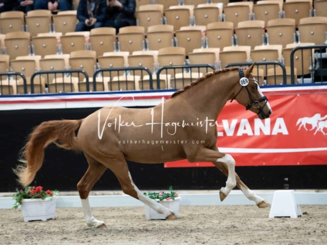 PSB Körung unsortiert 8