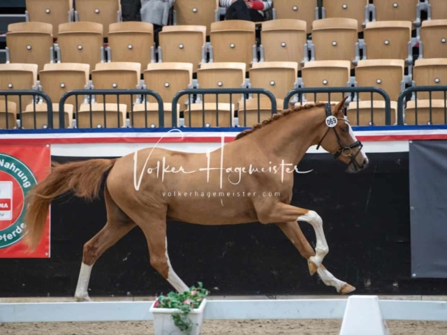 PSB Körung unsortiert 9