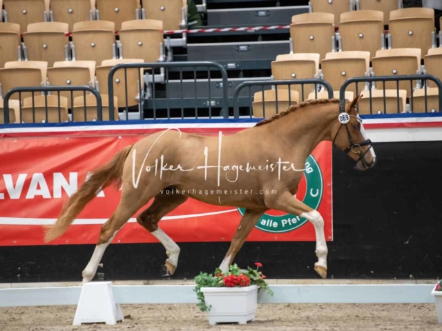 PSB Körung unsortiert 10