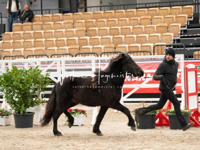 PSB Körung Sieger mehr folgt 28