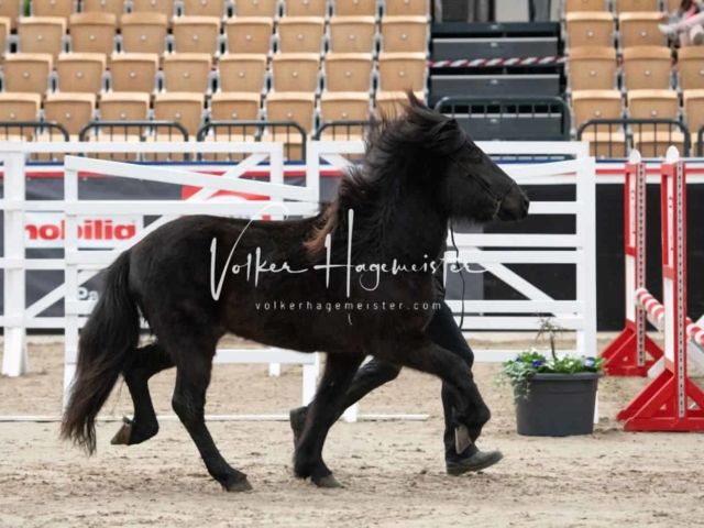 PSB Körung Sieger mehr folgt 29