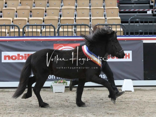 PSB Körung Sieger mehr folgt 30