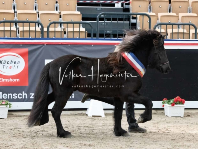 PSB Körung Sieger mehr folgt 1