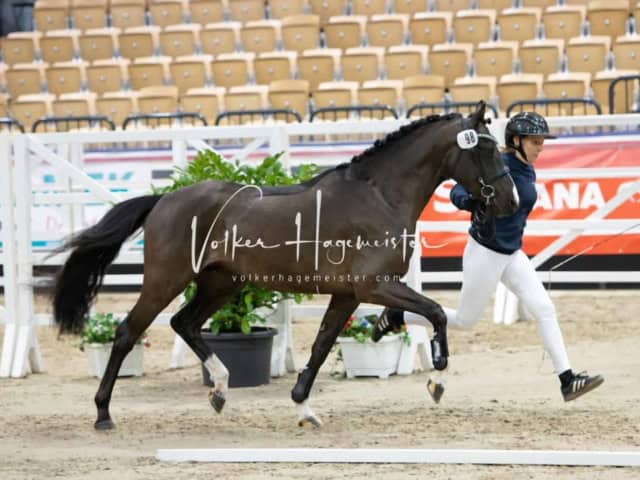 PSB Körung unsortiert 13