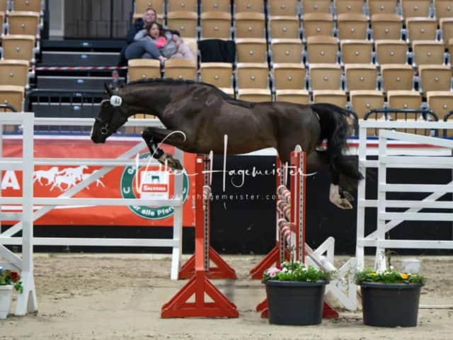 PSB Körung unsortiert 14