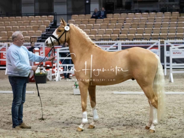 PSB Körung Sieger mehr folgt 2