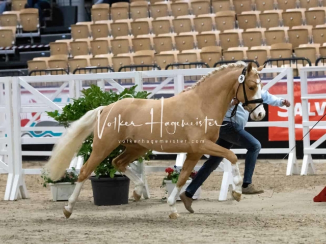 PSB Körung Sieger mehr folgt 3