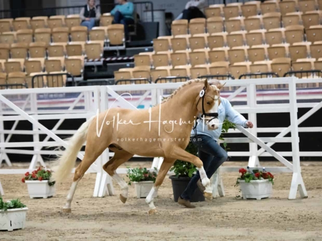PSB Körung Sieger mehr folgt 4