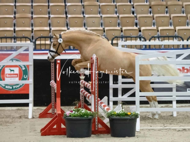 PSB Körung Sieger mehr folgt 5