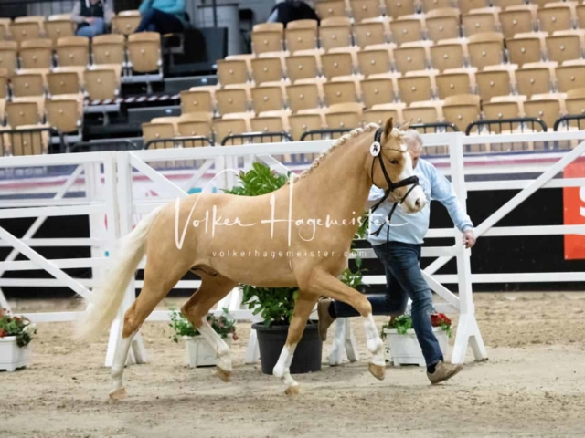 PSB Körung Sieger mehr folgt 6