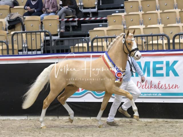 PSB Körung Sieger mehr folgt 7