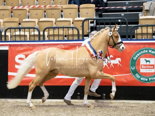 PSB Körung Sieger mehr folgt 8