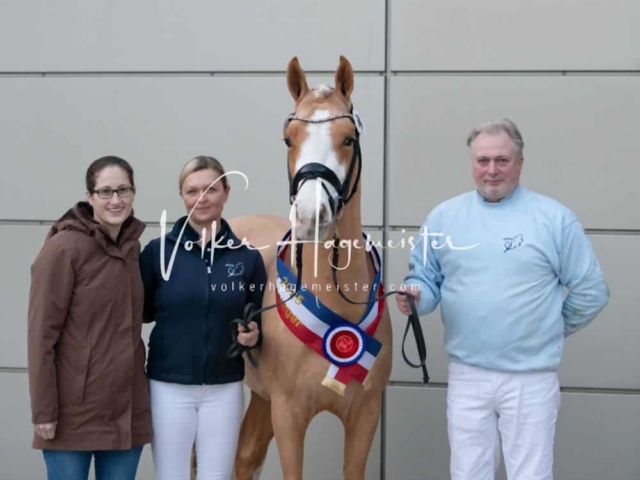 PSB Körung Sieger mehr folgt 9