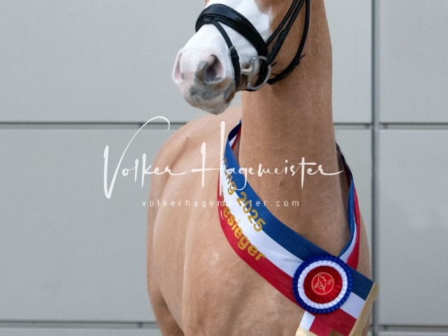 PSB Körung Sieger mehr folgt 10