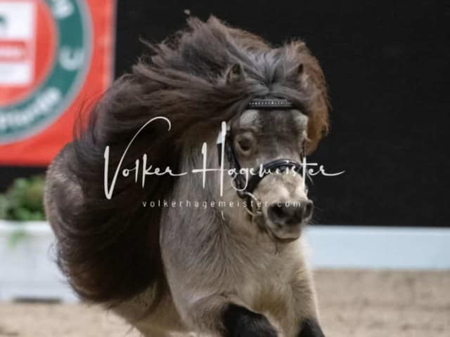 PSB Körung unsortiert 15