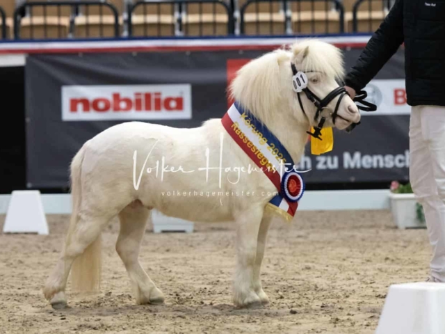 PSB Körung Sieger mehr folgt 12