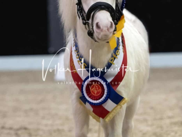 PSB Körung Sieger mehr folgt 13