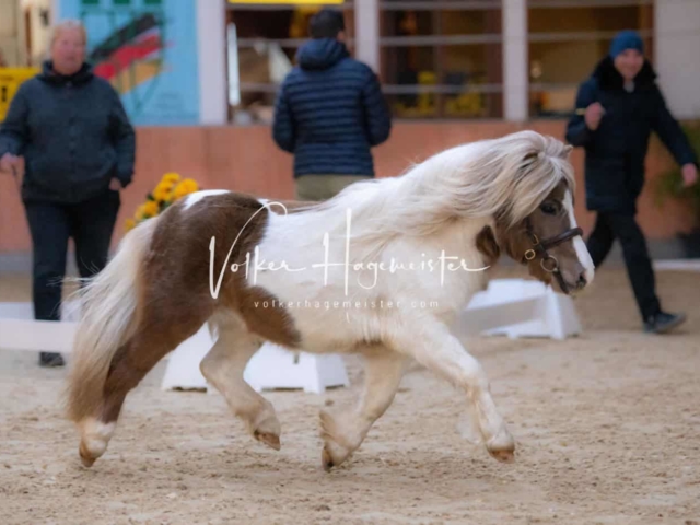 PSB Körung Sieger mehr folgt 15