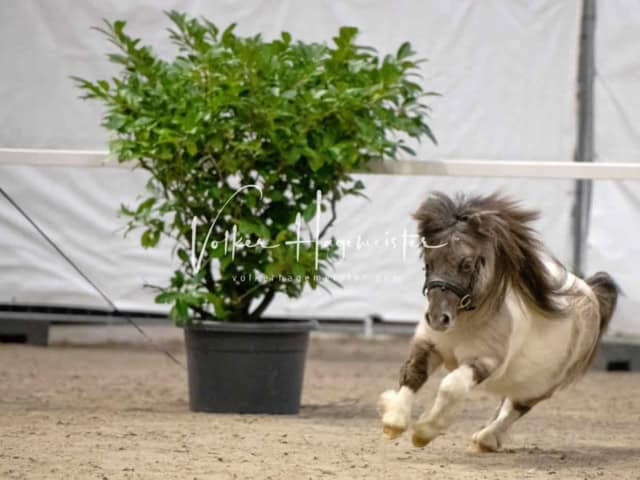 PSB Körung unsortiert 16