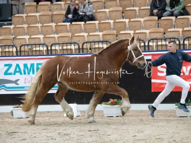 PSB Körung unsortiert 17