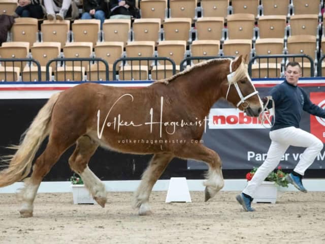 PSB Körung unsortiert 18