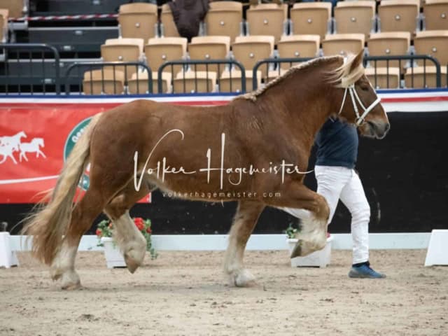 PSB Körung unsortiert 19