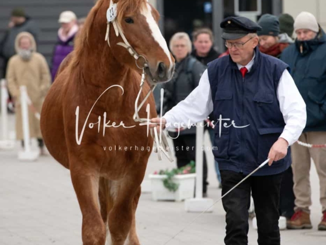 PSB Körung unsortiert 21