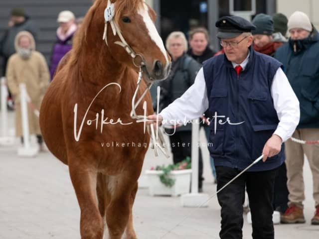 PSB Körung unsortiert 20