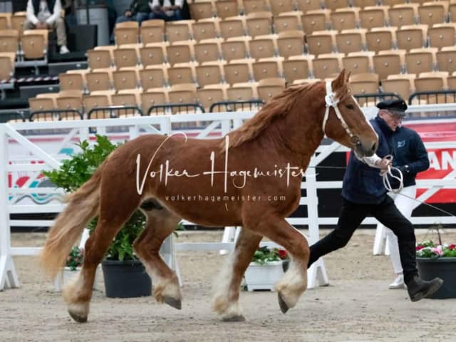 PSB Körung unsortiert 22